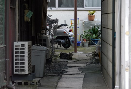 街のねこたち
