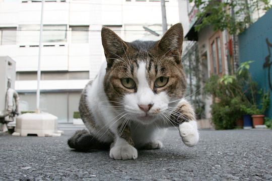 街のねこたち