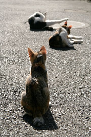 街のねこたち