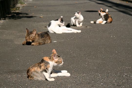 街のねこたち