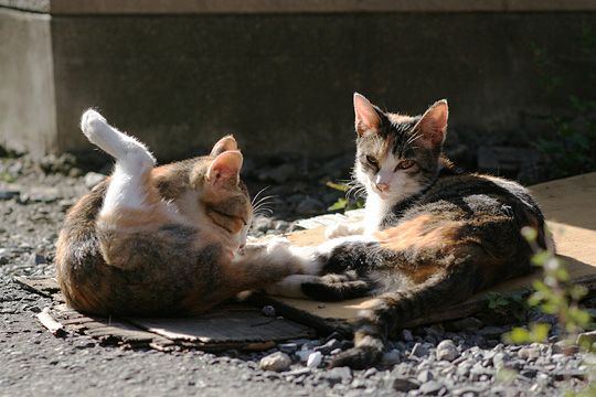 街のねこたち