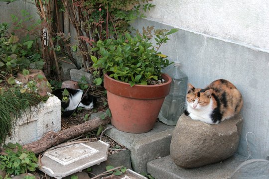 街のねこたち