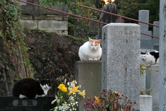 街のねこたち