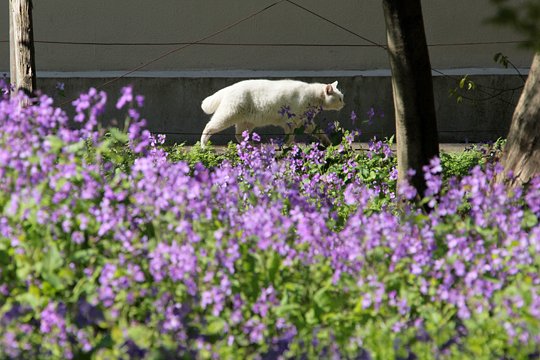 街のねこたち