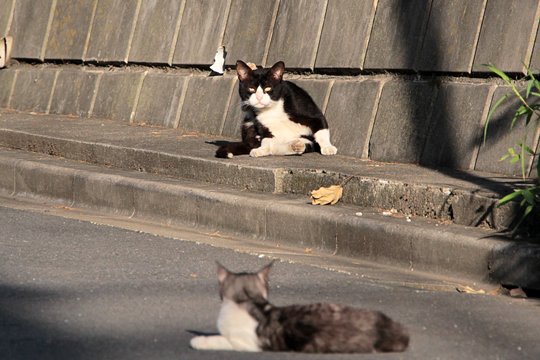 街のねこたち