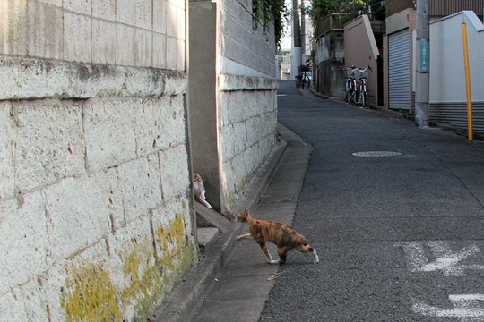 街のねこたち