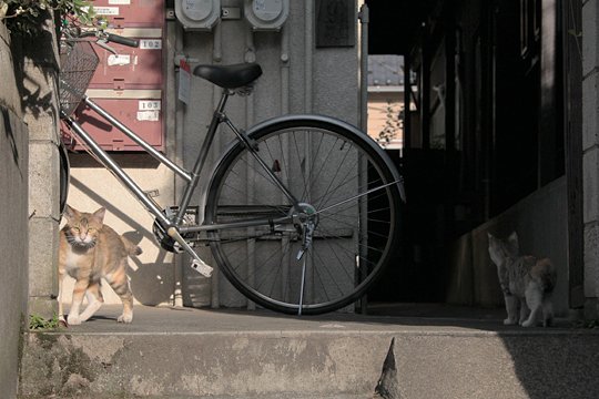 街のねこたち