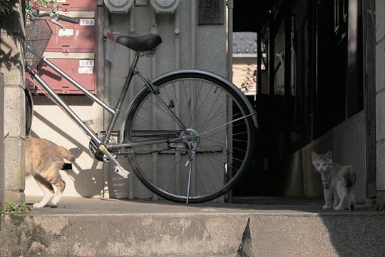 街のねこたち