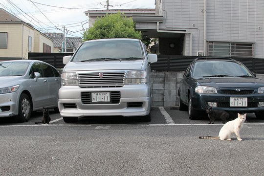 街のねこたち
