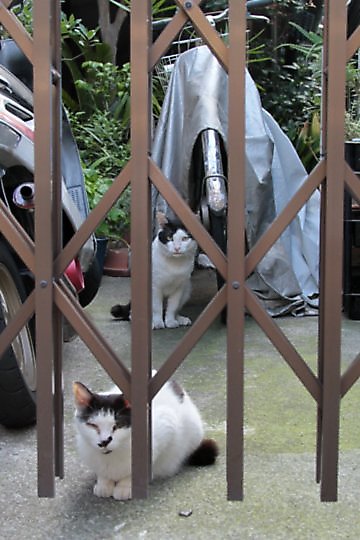 街のねこたち