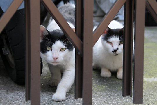 街のねこたち