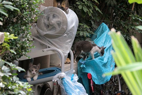街のねこたち