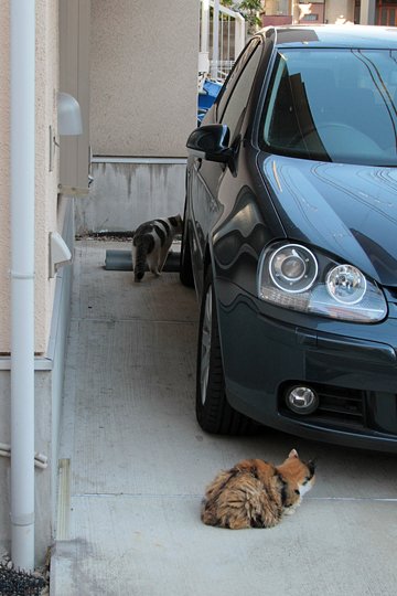 街のねこたち