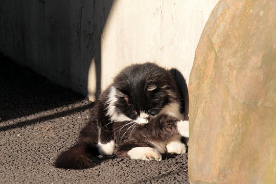 街のねこたち