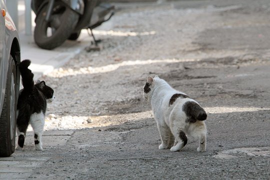 街のねこたち
