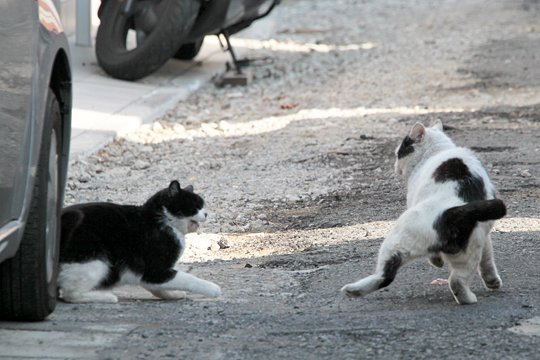 街のねこたち
