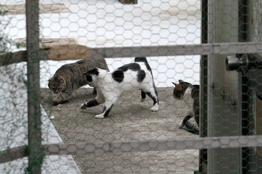 街のねこたち