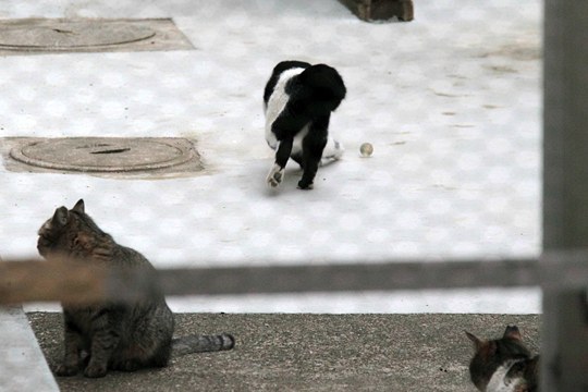街のねこたち