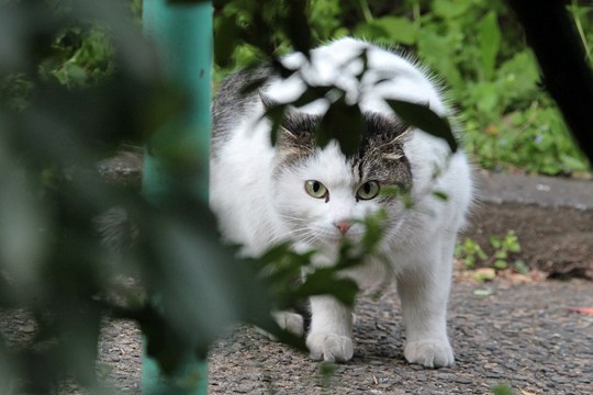 街のねこたち