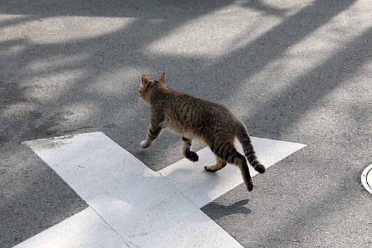街のねこたち