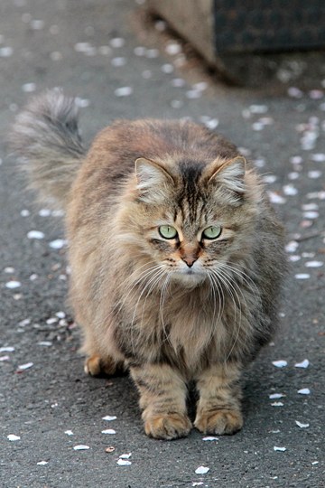 街のねこたち