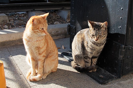 街のねこたち