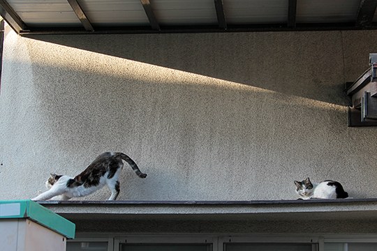 街のねこたち