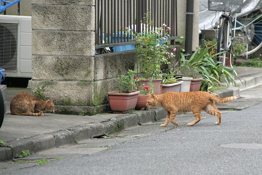 街のねこたち