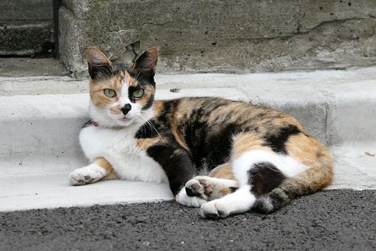 街のねこたち