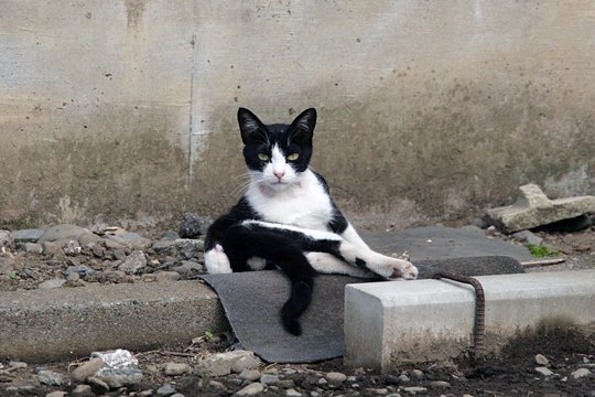 街のねこたち