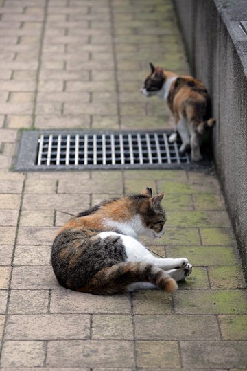 街のねこたち