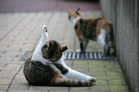 街のねこたち
