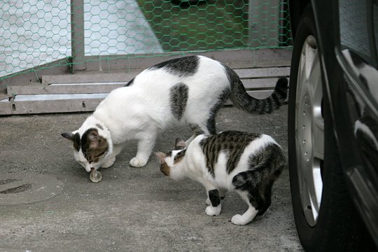 街のねこたち