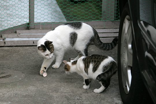 街のねこたち