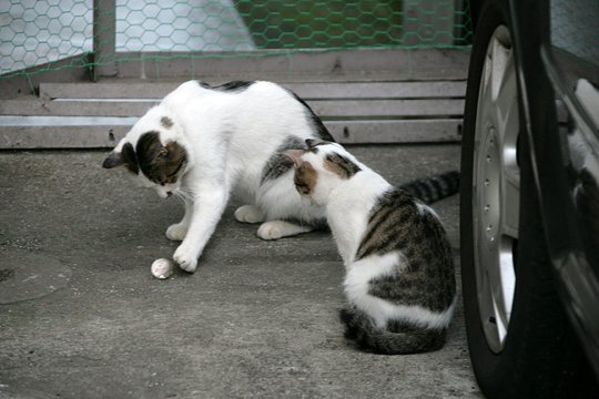 街のねこたち