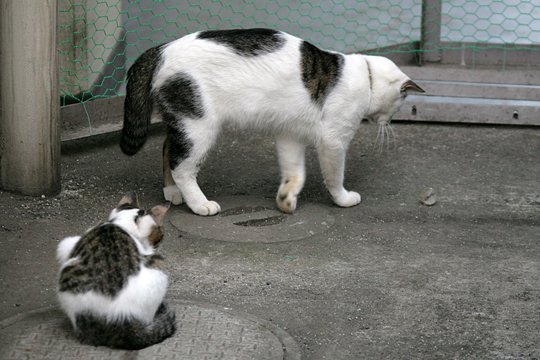 街のねこたち