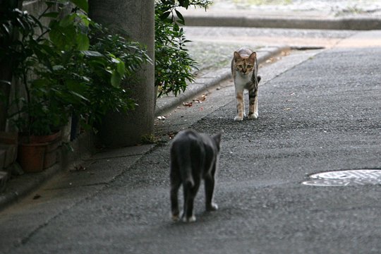 街のねこたち