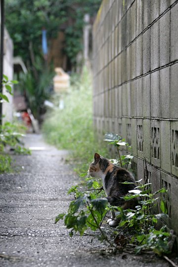 街のねこたち