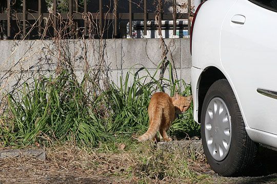 東京のねこ