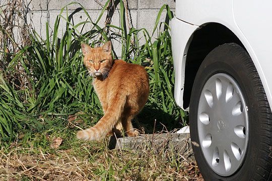 東京のねこ