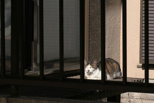 東京のねこ