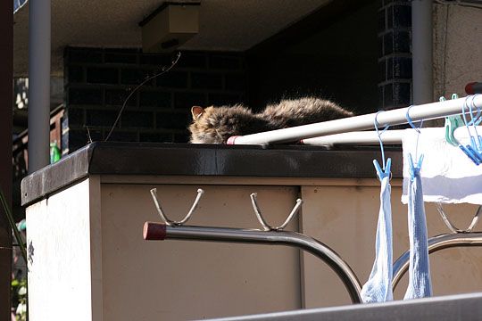 東京のねこ