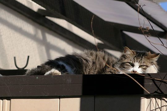 東京のねこ