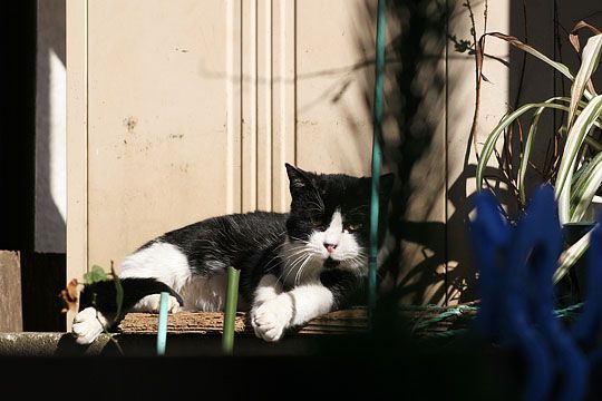 東京のねこ