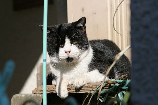 東京のねこ