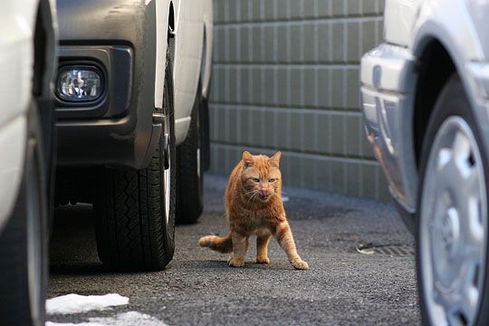 東京のねこ