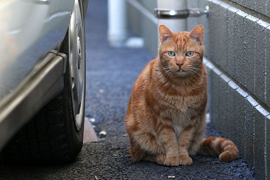 東京のねこ