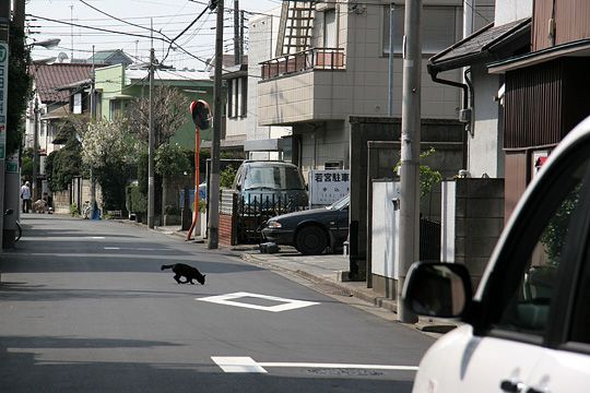 街のねこたち