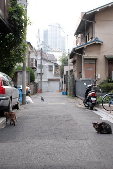 街のねこたち