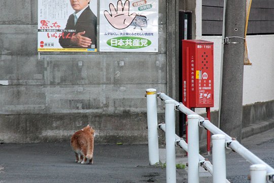 街のねこたち